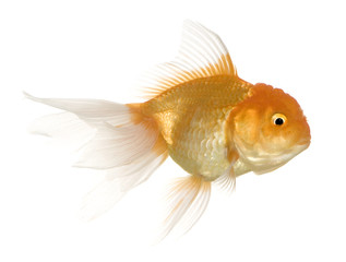 Goldfish - Carassius auratus auratus