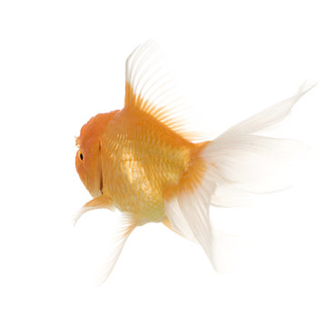 Goldfish - Carassius auratus auratus