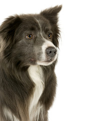 Border Collie (2 years)