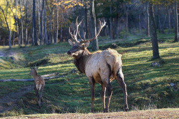 wapiti dans les bois