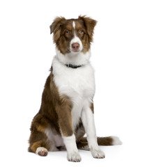 Puppy australian shepherd (5 months)