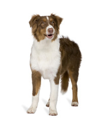 Puppy australian shepherd (5 months)