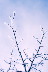 Fototapeta na wymiar frosty branches in sky