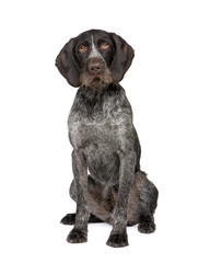 German Shorthaired Pointer (4 years)