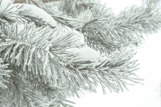 winter pine needles