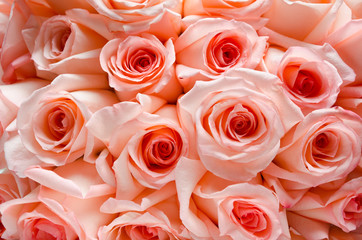lots of roses background