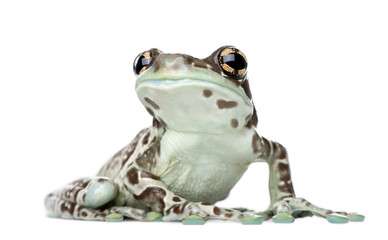 Amazon Milk Frog, Trachycephalus resinifictrix, in front of white background, studio shot
