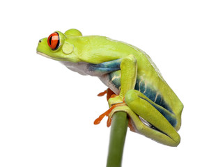Red-eyed Tree Frog perched on grass, Agalychnis callidryas, in front of white background, studio shot