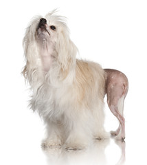 Chinese-Crested Hairless dog standing in front of white background, studio shot
