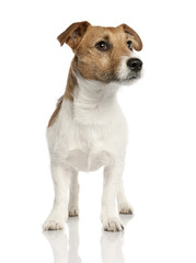 Jack russell (18 months old)