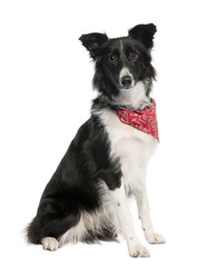 Border Collie dog wearing handkerchief