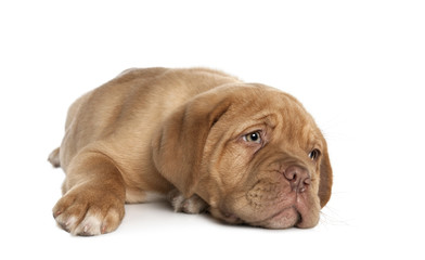 Dogue de Bordeaux puppy lying down in front of white background, studio shot