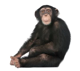 Papier Peint photo Lavable Singe Jeune Chimpanzé assis - Simia troglodytes (5 ans)