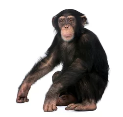 Selbstklebende Fototapete Affe Junger Schimpanse, Simia troglodytes, 5 Jahre alt, sitzt vor weißem Hintergrund