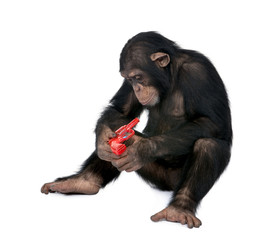 Fototapeta premium Young Chimpanzee playing with red gun, simia troglodytes, 5 years old, studio shot
