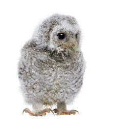 baby Little Owl - Athene noctua (4 weeks old)