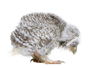 baby Little Owl - Athene noctua (4 weeks old)