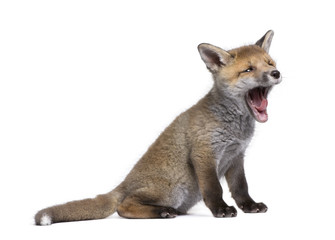 Obraz premium Red fox cub yawning, Vulpes vulpes, 6 weeks old, standing in front of white background, studio shot