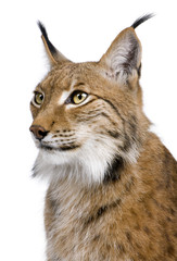 Close-up of Eurasian Lynx, Lynx lynx, 5 years old, in front of white background