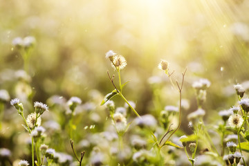 Flower grass with sunlight.