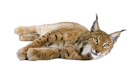 Fotobehang Lynx Eurasian Lynx, Lynx lynx, 5 years old, lying in front of white background, studio shot  © Eric Isselée