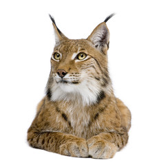 Obraz premium Eurasian Lynx, lynx lynx, 5 years old, sitting, studio shot