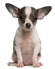 Chihuahua puppy (3 months old)