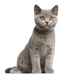 British Shorthair kitten (3 months old), British Shorthair kitten (3 months old), British Shorthair kitten (3 months old)