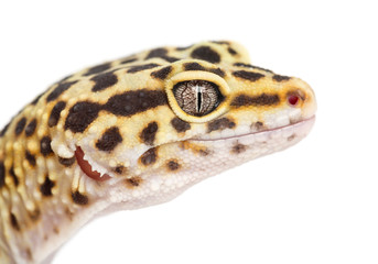 Fototapeta premium Leopard gecko, Eublepharis macularius, close up against white background