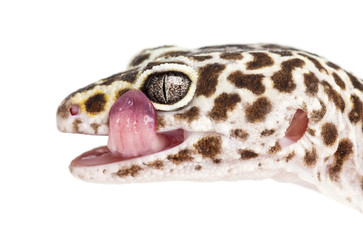 Leopard gecko, Eublepharis macularius, close up against white background