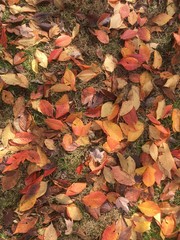 beautiful carpet of fallen leaves