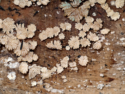 Schizophyllum commune mushrooms