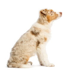 Side view of an Australian Shepherd puppy, 3.5 months old, sitting and looking up against white background