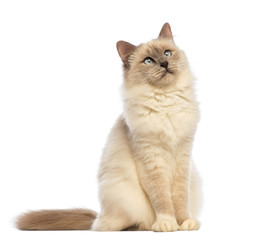 Birman sitting and looking up against white background
