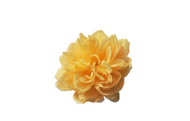 Yellow rose on white background