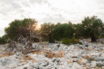 Sunset over the olive grove