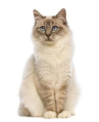 Papier Peint photo Lavable Chat Birman sitting and looking up  against white background