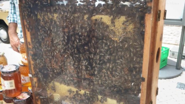 Beehive Demonstration And Observation. Beehive is an enclosed structure in which some honey bee species live and raise their young