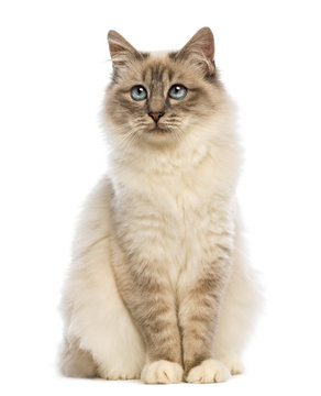 Birman sitting and looking up  against white background