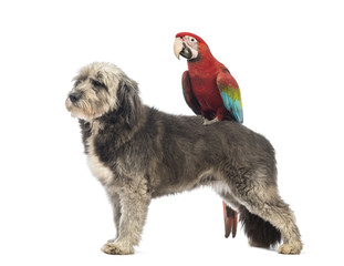 Crossbreed, 4 years old, standing with a Green-winged Macaw, Ara chloropterus, 1 year old, standing on its back in front of white background