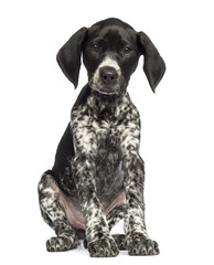German Shorthaired Pointer, 10 weeks old, sitting against white background