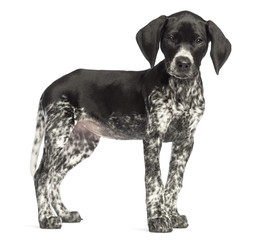 German Shorthaired Pointer, 10 weeks old, sitting against white background