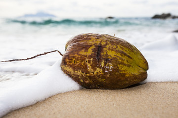 angespülte Kokosnuß am Strand, Glacis, Insel Mahe, Seychellen, indischer Ozean, Afrika