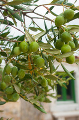 Twig of olive tree