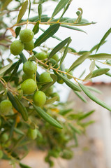 Twig of olive tree