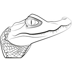 Picture of a crocodile head for retro hipster logos, emblems, badges, labels template and t-shirt vintage design element. Isolated on white background