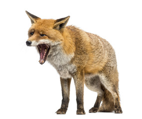 Red fox, Vulpes vulpes, standing, yawning, isolated on white