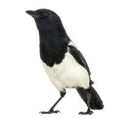 Common Magpie looking up, Pica pica, isolated on white