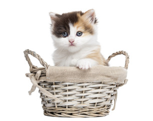 Fototapeta na wymiar Highland straight kitten in a wicker basket, isolated on white