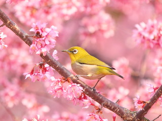 メジロとオカメザクラ